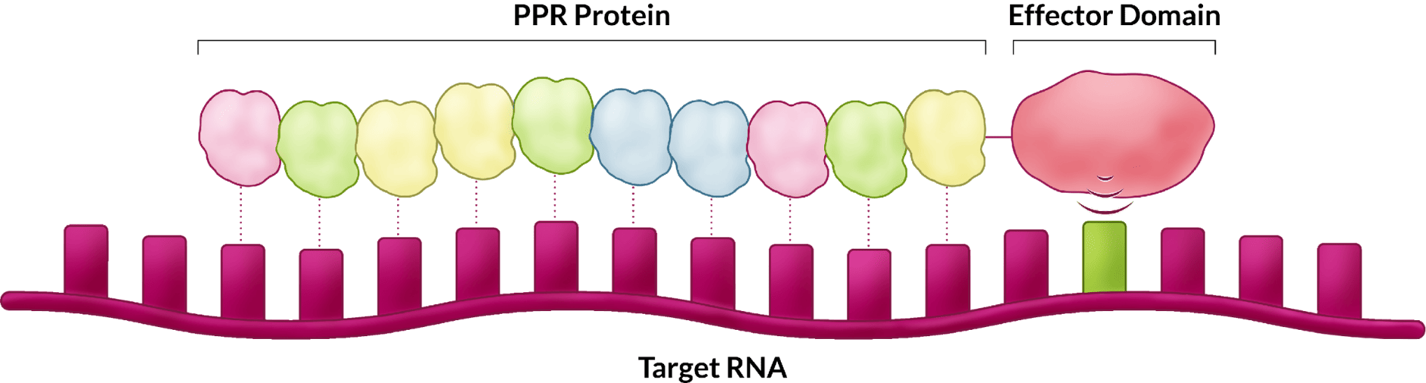 PPRプラットフォーム技術